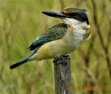 Sacred-Kingfisher-Juv)-05-04-2020-Veronica-DSCN2676