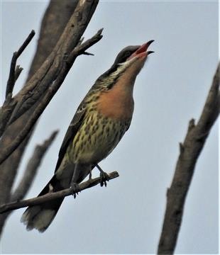 Spiny-cheeked-Honeyeater-29-03-2020-Veronica-DSCN2558