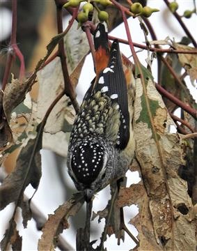 Spotted-Pardalote-(M)-10-11-2019-Veronica-DSCN0585