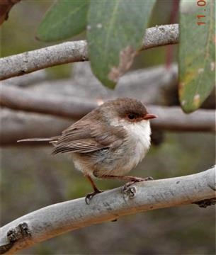 Superb-Fairy-wren-(F)-11-01-2020-Veronica-=DSCN1839