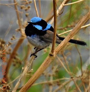 Superb-Fairy-wren-(M)-11-01-2020-Veronica-DSCN18222