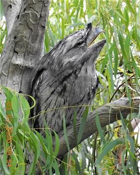 Tawny-Frogmouth-03-03-2020-Veronica-DSCN-2288