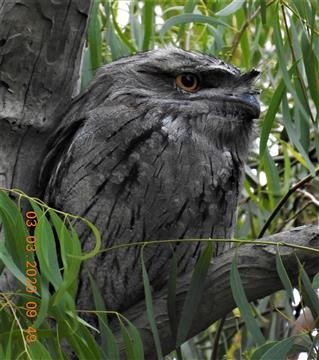 Tawny-Frogmouth-03-03-2020-Veronica-DSCN2278