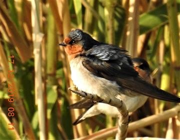 Welcome-Swallow-17-12-2019-Veronica-DSCN1429