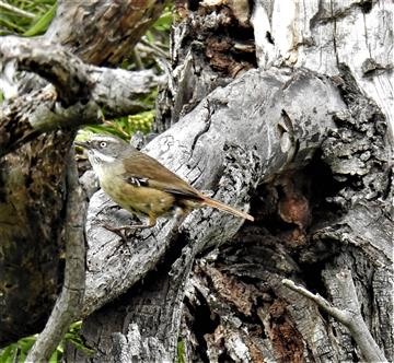 White-browed-Scrubwren-10-11-19-Veronica-DSCN0593