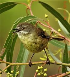 White-browed-Scrubwren-19-11-2019-Veronica-DSCN0811