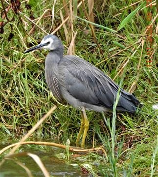 White-faced-Heron-11-01-2020-Veronica-DSCN1828