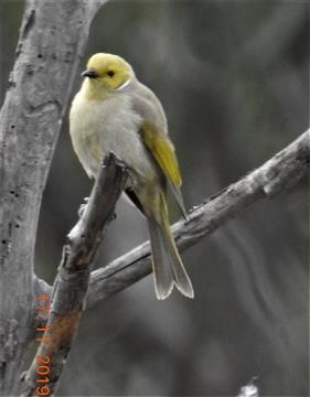 White-plumed-Honeyeater-17-11-2019-Veronica-DSCN0760