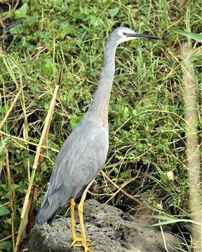 White-faced-Heron-13-01-2020-LT1_3461