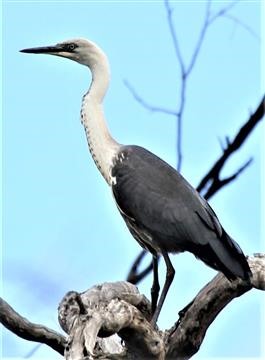 White-necked-Heron-20-02-2017-Canopus-Long-forest
