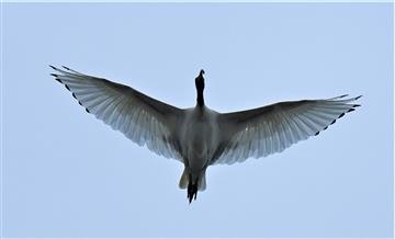 Australian-White-Ibis-25-03-2020-LT1_4097