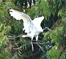 Australian-White-Ibis-02-03-2020-LT1_3908