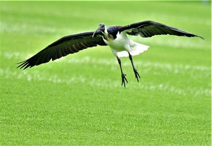 Straw-necked-Ibis-21-03-2020-LT1_4076