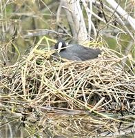 Eurasian-Coot-22-10-2019-LT1_2517