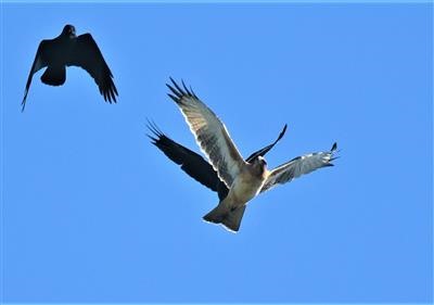 Little-Eagle-(Light-Morph)-Little-Raven-09-04-2020-LT1_4347