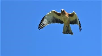 Little-Eagle-(Light-Morph)-09-04-2020-LT1_4339