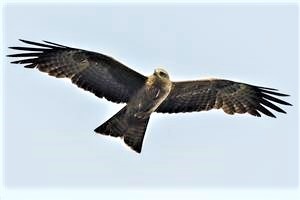 Black-Kite 29-05-2017 Werribee River Park Savid Jenkins (2)