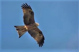 Black-Kite 03-10-2017 WTP David Jenkins (2)