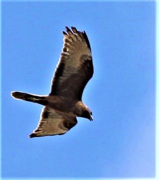 Swamp-Harrier-14-10-2018-(7)