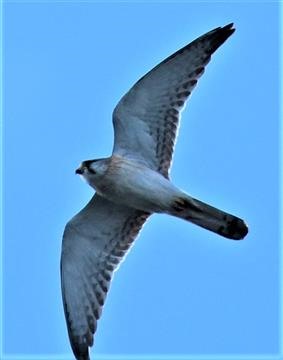 Nankeen-Kestrel-08-08-2019-LT1_0775-(3)