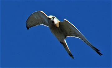 Nankeen-Kestrel-22-07-2019-LT1_0448