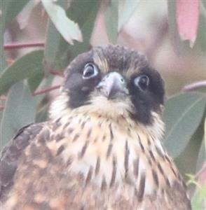 Australian-Hobby-13-11-2015-(4)-John St Altona Nth