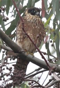 Australian-Hobby-13-11-2015-(2)-John-St-Altona-Nth