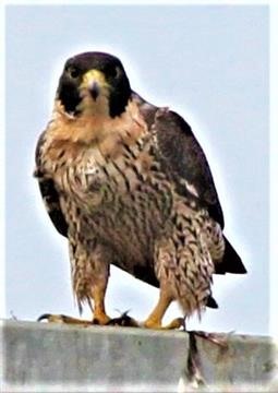 Peregrine-Falcon-24-04-2019 -(7)