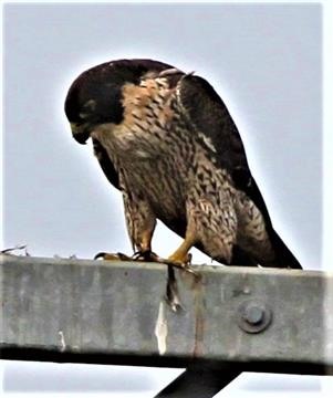 Peregrine-Falcon-24-04-2019 (Food Scraps)-(5)