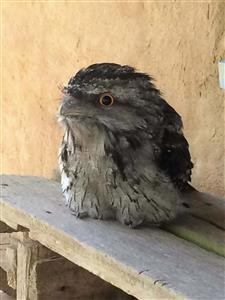 Tawny-Frogmouth-Foster
