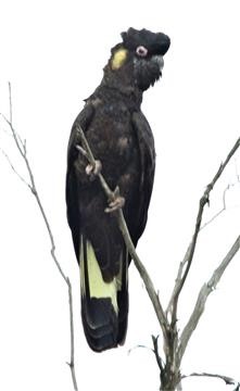 Yellow-tailed-Black-Cockatoo-(M )-28-02-2019-Foster-(2)