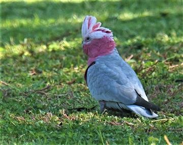 Galah-09-04-2020-LT1_4355