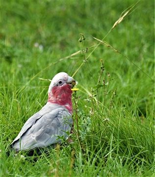 Galah-28-02-2020-LT1_3884