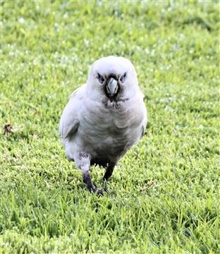 Little-Corella-24-06-2019-IMG_6352