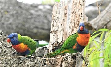 Rainbow-Lorikeet-05-12-2019-LT1_3134