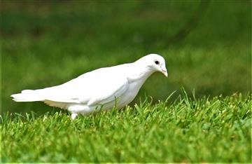 Rock-Dove-22-03-2020-LT1_3935