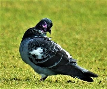 Rock-Dove-14-10-2019-LT1_2384