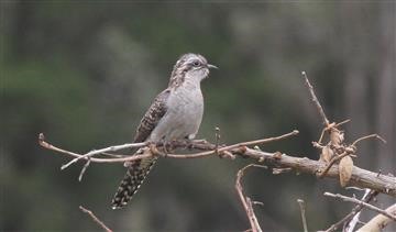 Pallid-Cuckoo-27-09-2017-Oxley-Creek-Common-Brisbane