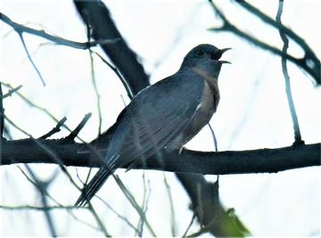 Fan-tailed-Cuckoo-26-04-2020-LT1_4573-(4)