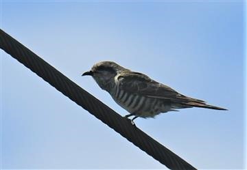 Horsfield's-Bronze-Cuckoo-11-11-2019-LT1_2872