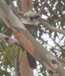 Laughing-Kookaburra-14-03-2016