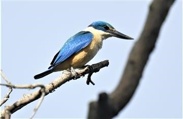 Sacred-Kingfisher-05-12-2019-LT1_3137