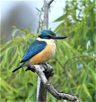 Sacred-Kingfisher-19-10-2019-LT1_2485