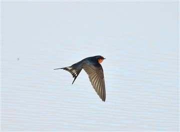 Welcome-Swallow-27-05-2020-Jawbone-Wader Beach-Andrew T