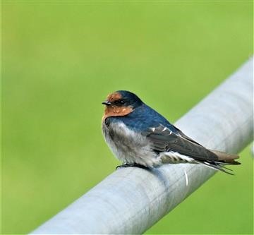 Welcome-Swallow-02-03-2020-LT1_3940