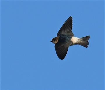 Fairy-Martin-04-10-2019-Oxley CC-Bris-LT1_2188 (2)