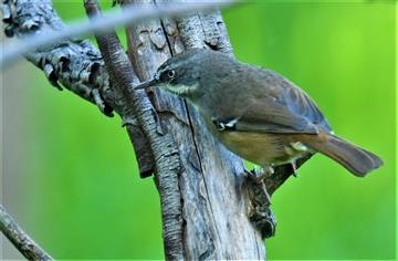 White-browed-Scrubwren-08-05-2020-Lt1_4661