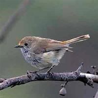 Brown-Thornbill (Pic ex Internet)