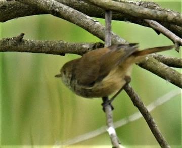 Brown-Thornbill-16-12-2019-LT1_32994 (2)