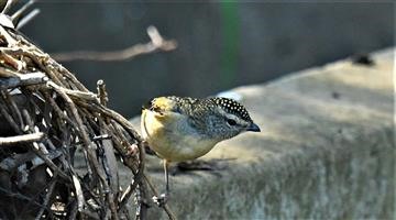 Spotted-Pardalote-(F)-19-04-2020-LT1_4486 (2)